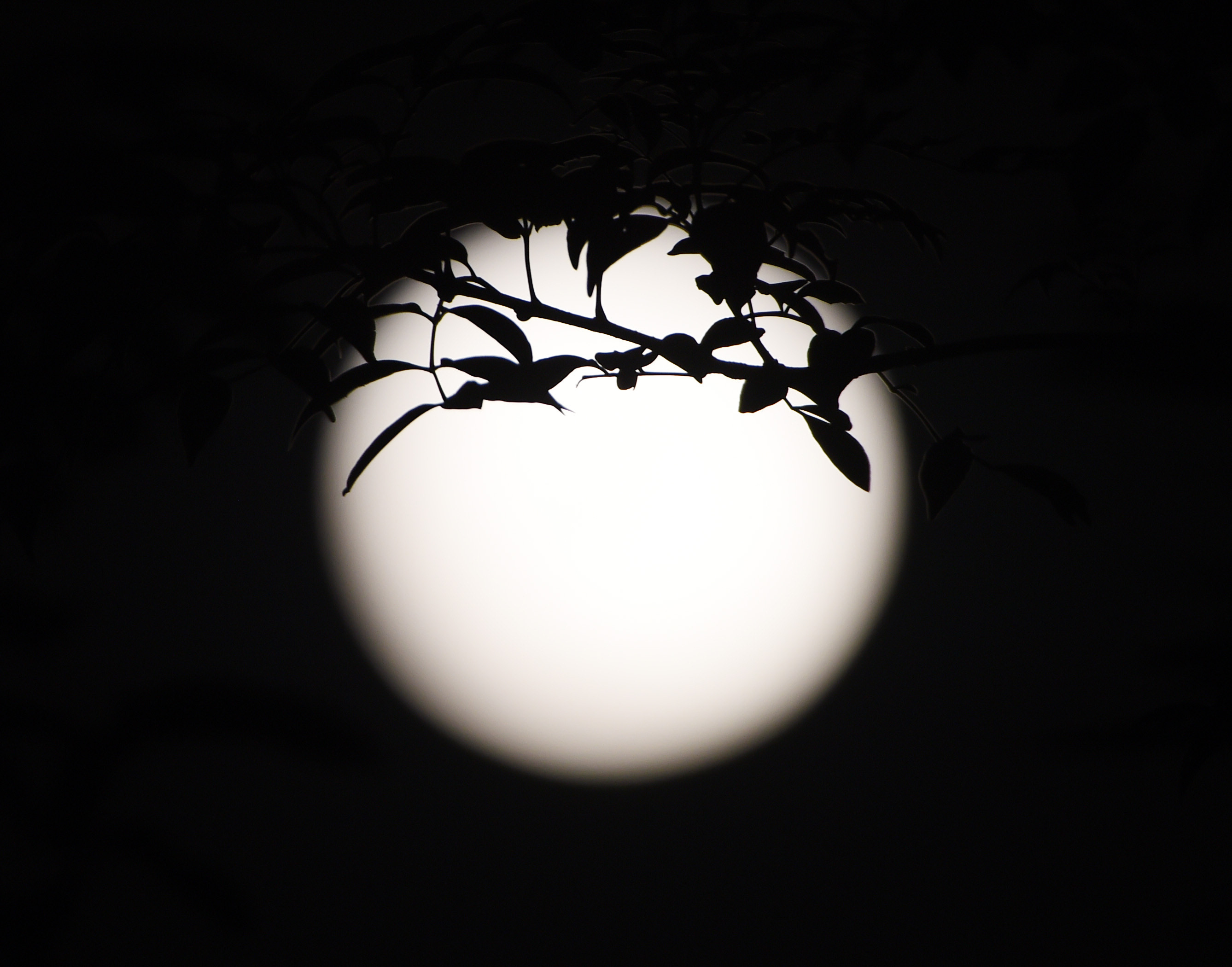 姜夔经典诗词鹧鸪天,姜夔经典宋词