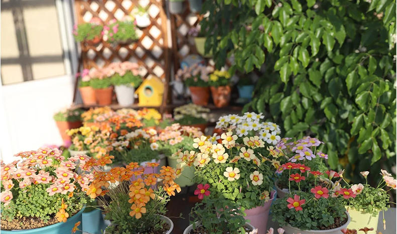 春日花草大全,冬日蔬菜花园