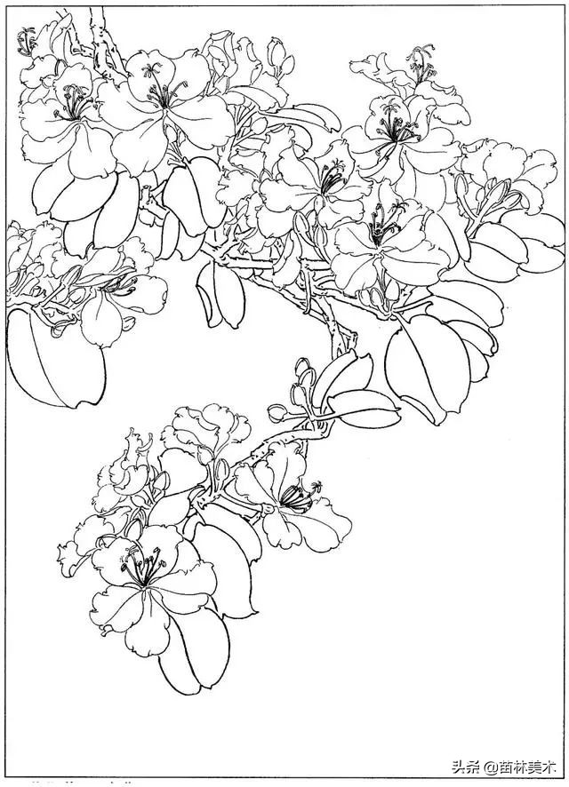 现代国画工笔花鸟白描及完整版,路雨年工笔白描花鸟团扇高清图片