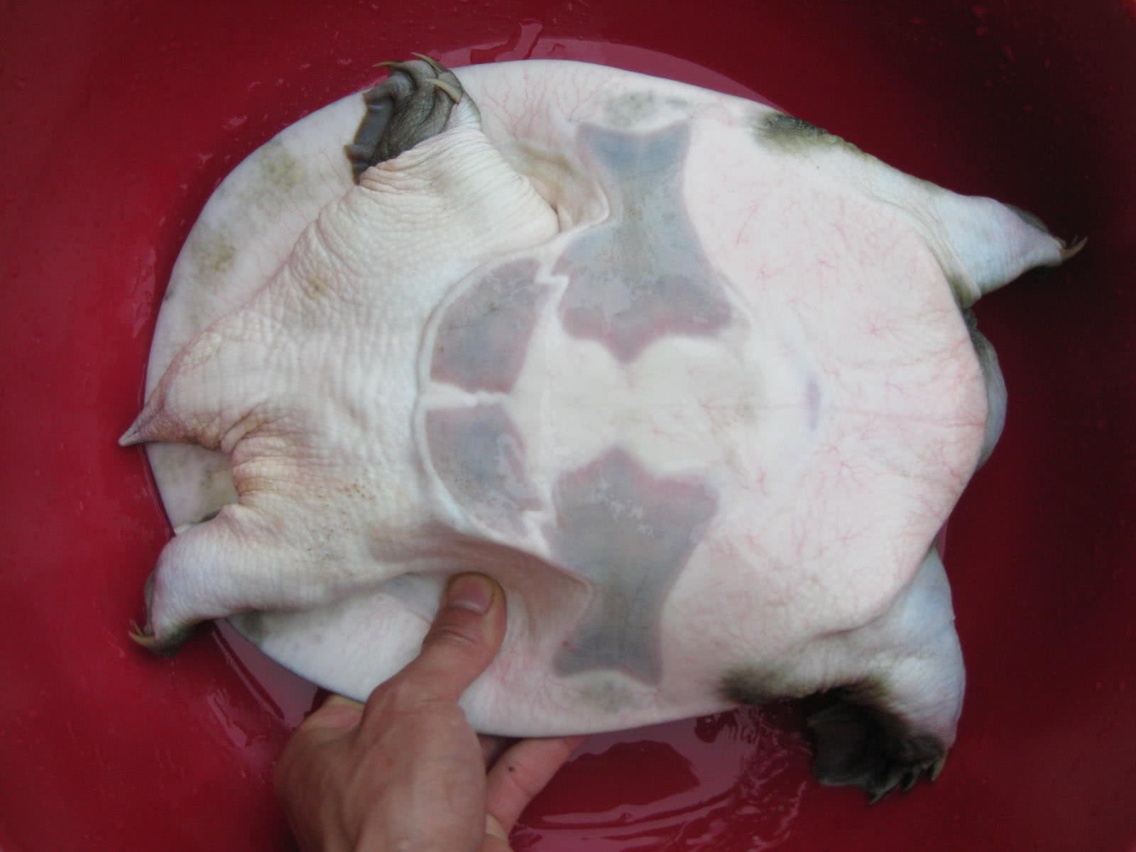 民间历史悠久,技术含量很高的渔猎绝技“打甲鱼”