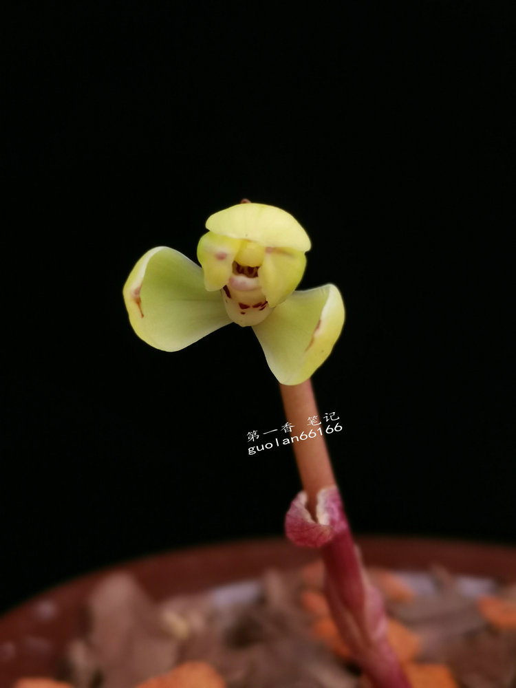 「花开欣赏」0340：春兰定缘梅单花竞开