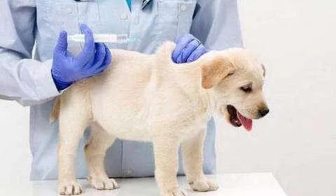 秋冬狗狗用什么驱虫效果好,狗狗秋冬怎么预防感冒