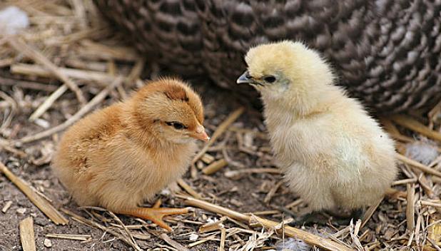 鸡最好养的方法,鸡要怎么养才不臭