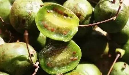 鍘熸潵鏂扮枂鐨勬按鏋滃姝ょ敎,鍘熸潵涓滃寳鐨勫湡鐗逛骇