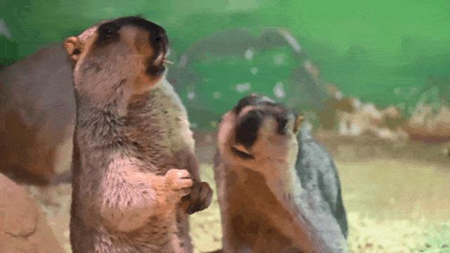 大连么么哒动物园 (大连小众动物园)