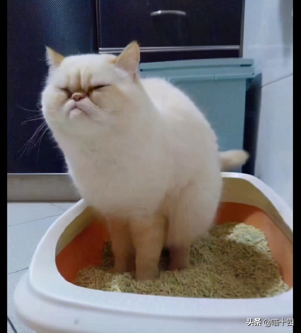 正确解决猫咪便秘的方法,猫咪便秘的症状和治疗方法