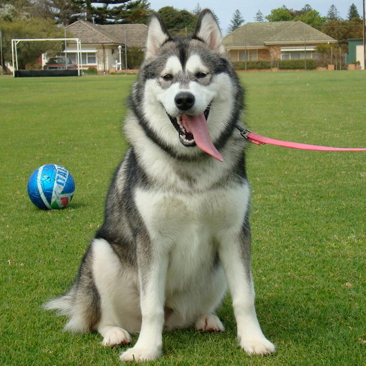 世上最漂亮的十种狗,最名贵的狗叫什么名字