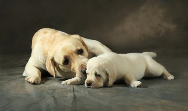 狗妈妈生了喂什么,狗妈妈刚生完孩子可以吃什么