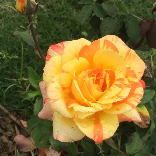 玫瑰可不止有红色的,玫瑰花有几种颜色几种名字