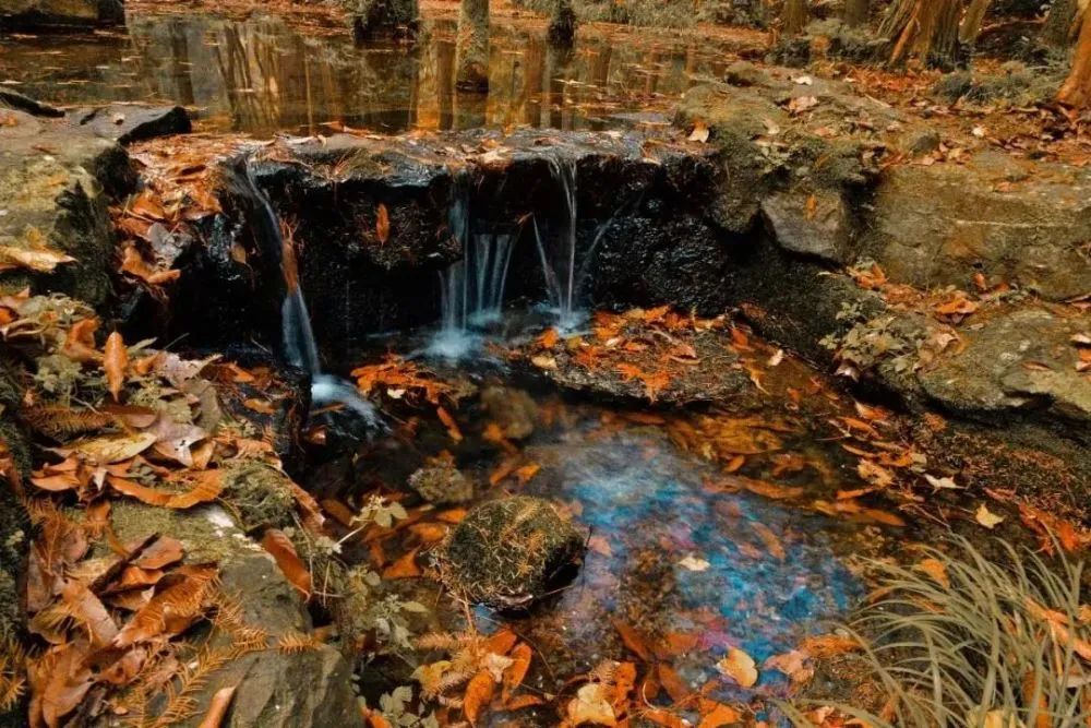 漫天香氛醉人~杭州的秋天从不让人失望!13个地方,秒出大片