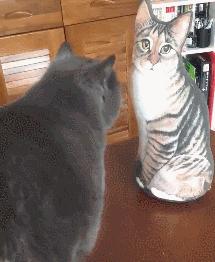 猫咪咬人怎么区分真咬假咬,猫咪如果经常咬你的手怎么办