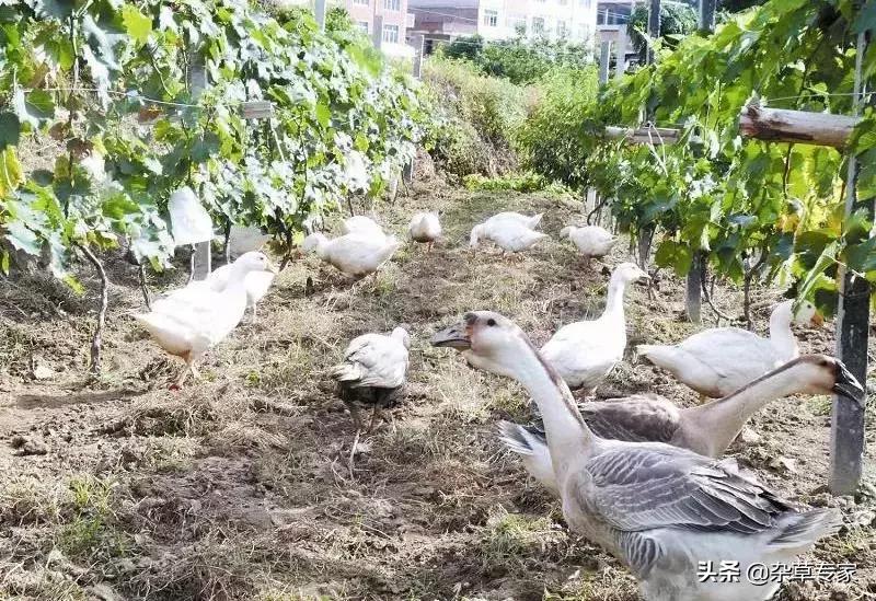 葡萄园杂草可以用氰氟草酯吗,葡萄园杂草用什么除草剂最好