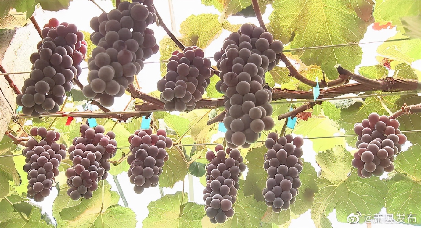 来赴一场雪乡长白山之约,来赴一场冬日的黄金之约