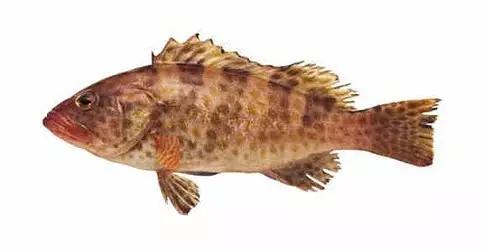 十种受欢迎的海鲜鱼类,最名贵的海鲜鱼类