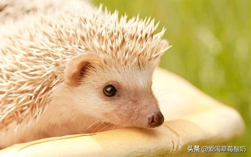 刺猬属于好动物还是坏动物,刺猬是个好东西