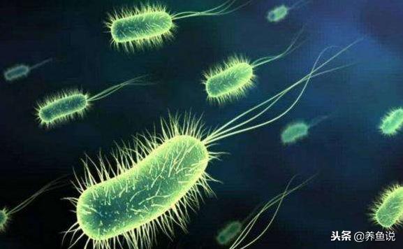 硝化细菌解释,硝化细菌为啥有混浊物