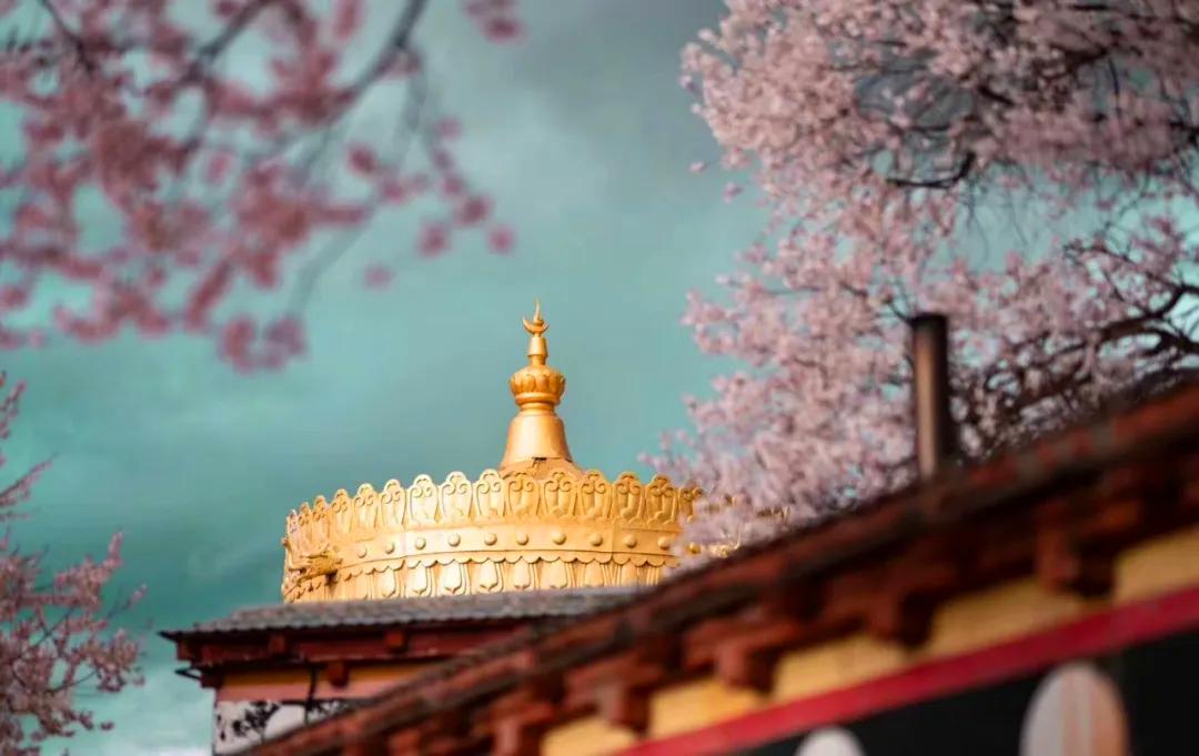 带你Get《司藤》同款神仙美景,春天的香格里拉这样玩