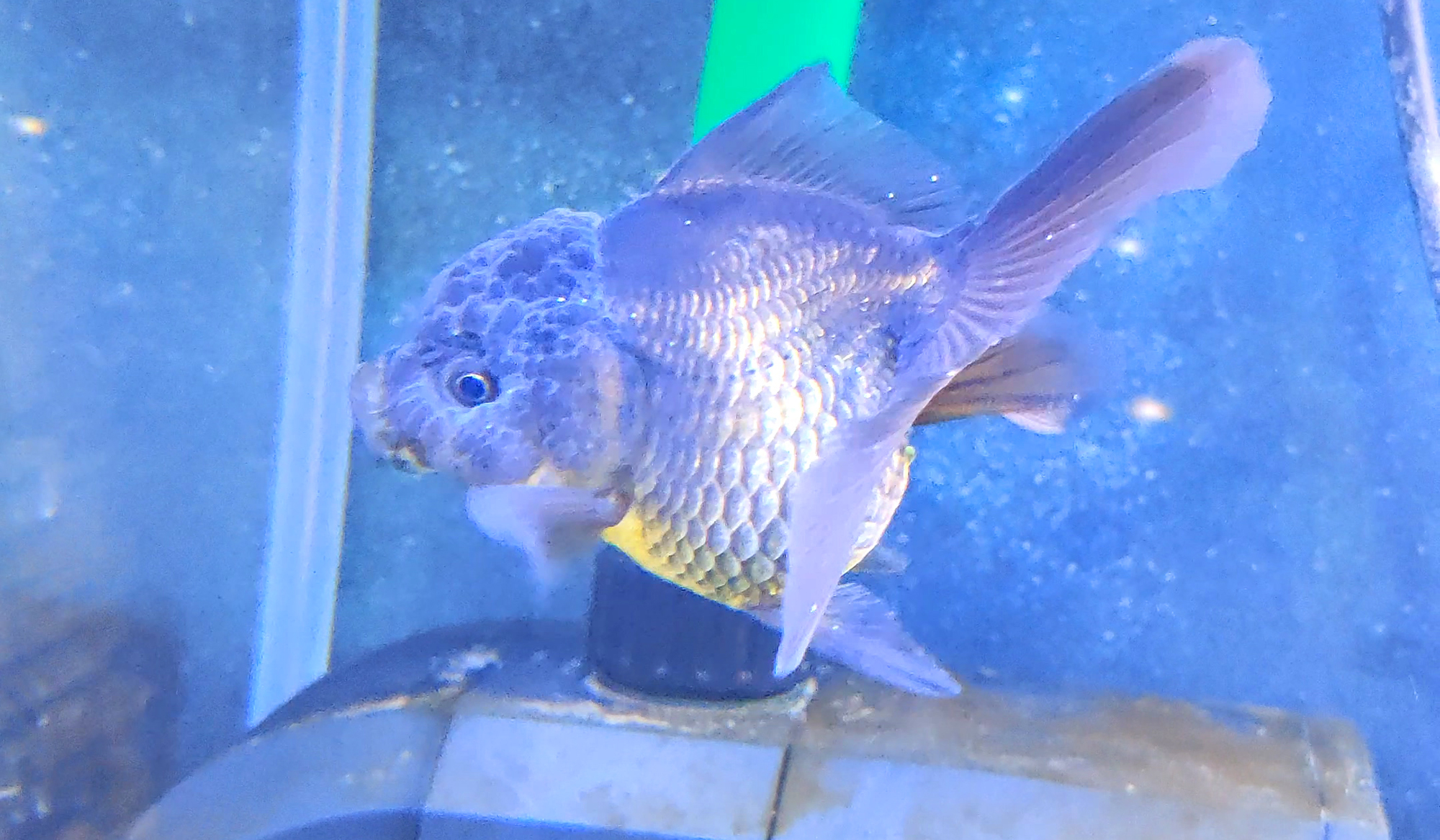 锦鲤白点病治疗三天后可以喂食吗,锦鲤金鱼白点病图片