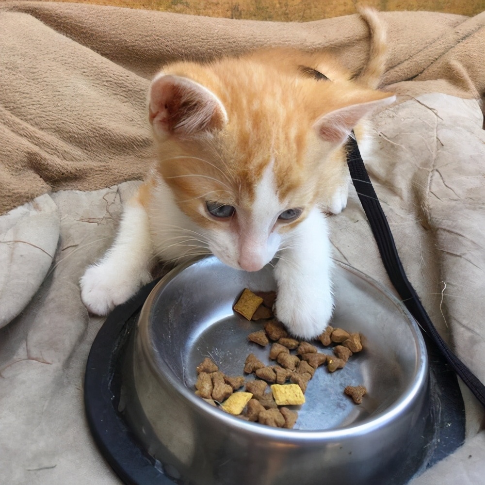 猫咪有什么表现证明也被养熟了,猫咪有这些表现说明过得不快乐