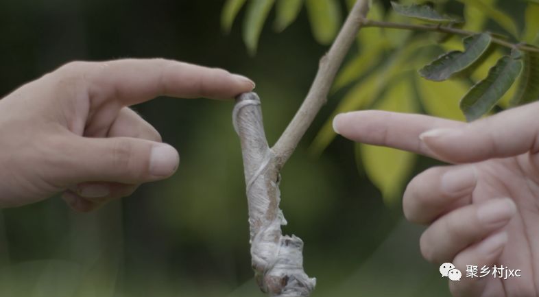 重庆江津石蟆青果,江津石蟆青果