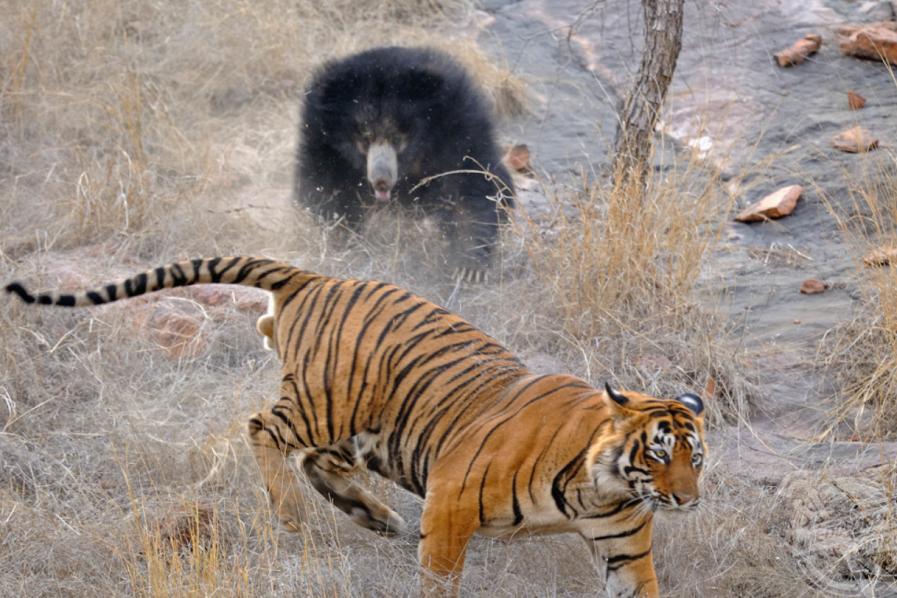 老虎捕猎小熊，强悍母熊英勇发狂击退老虎，成功保护幼崽！