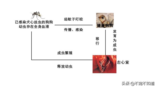 潜伏在狗心脏里的魔王犬,狗狗的心丝虫是什么