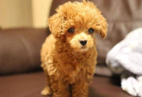 泰迪犬最容易患的五种疾病,泰迪犬六大禁忌