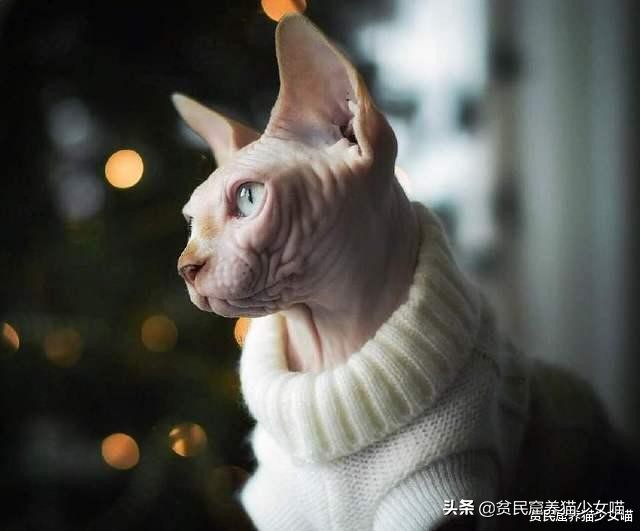 辟谣：无毛猫不是一个猫品种，也算不上是猫咪过敏者的福音