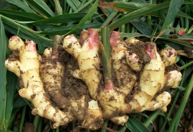 种植生姜怎么提高产量和品质,生姜新品种及种植技术有哪些