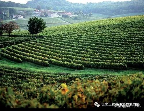 路易十三干邑白兰地口味,路易十三是威士忌还是白兰地