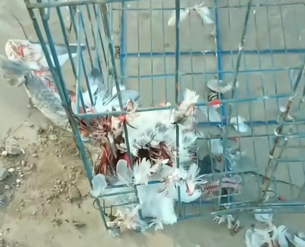 捕捉黄大仙的方法有哪些,黄大仙为什么怕黄鼠狼