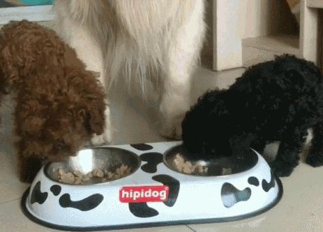 如何照顾好发情期的泰迪犬,泰迪犬照顾病人怎么办手续