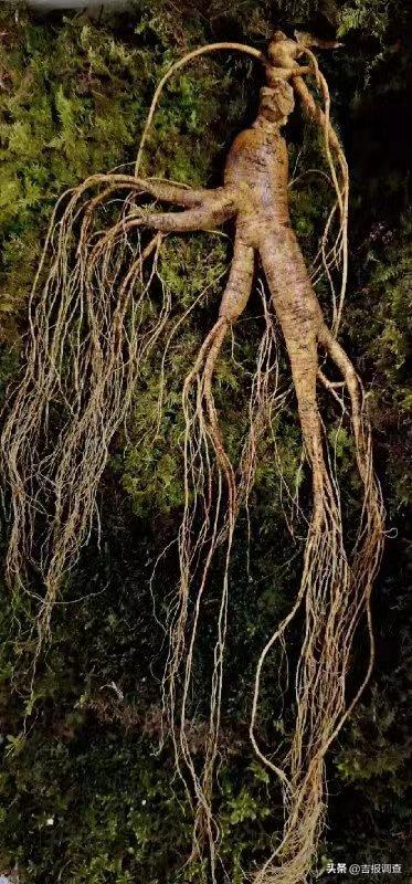 抚松万良人参市场最新价格,吉林抚松万良人参经营大户