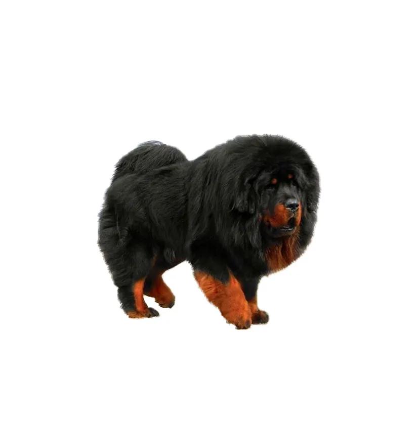 滨州48种烈性犬标准,滨州烈性犬最新规定