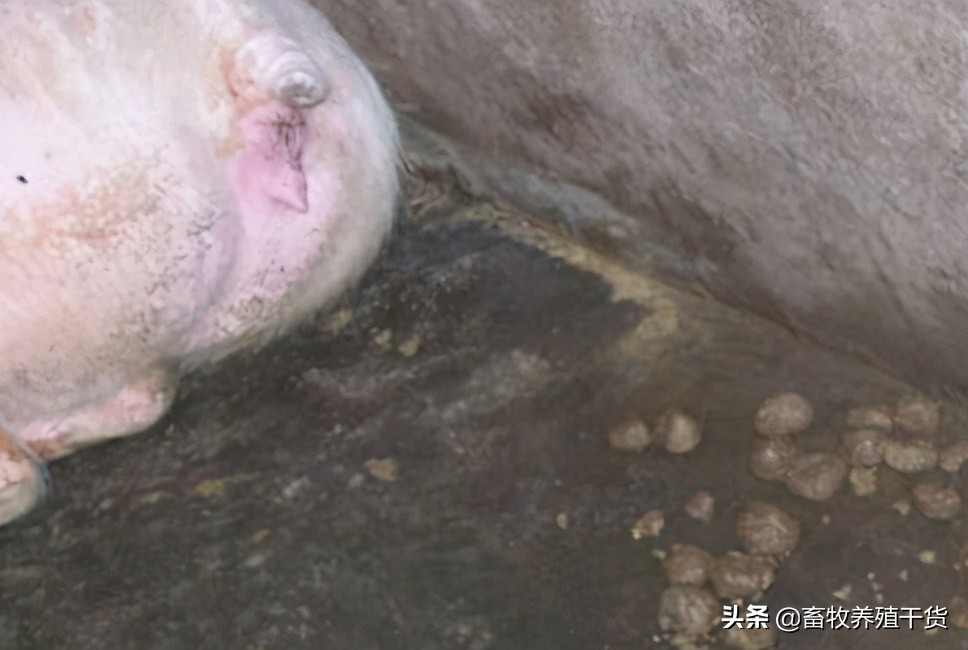 猪便秘最快通便的方法,如何预防猪便秘