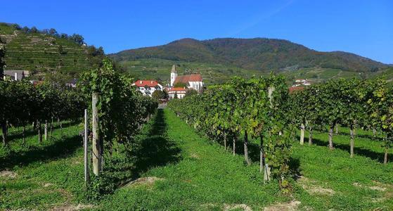 与其盲目跟风不如独自清醒,外国小众酒推荐