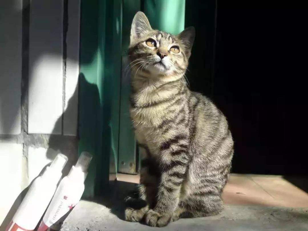 狸花猫的弃养率为什么会这么高,狸花猫的弃养率为何居高不下