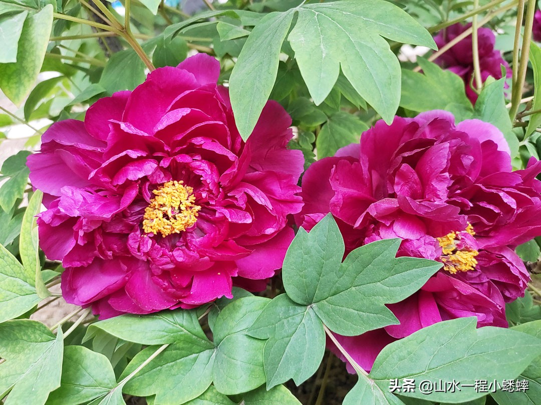 长安公园不愧是石家庄公园老大，牡丹花开真国色,游人如织来长安