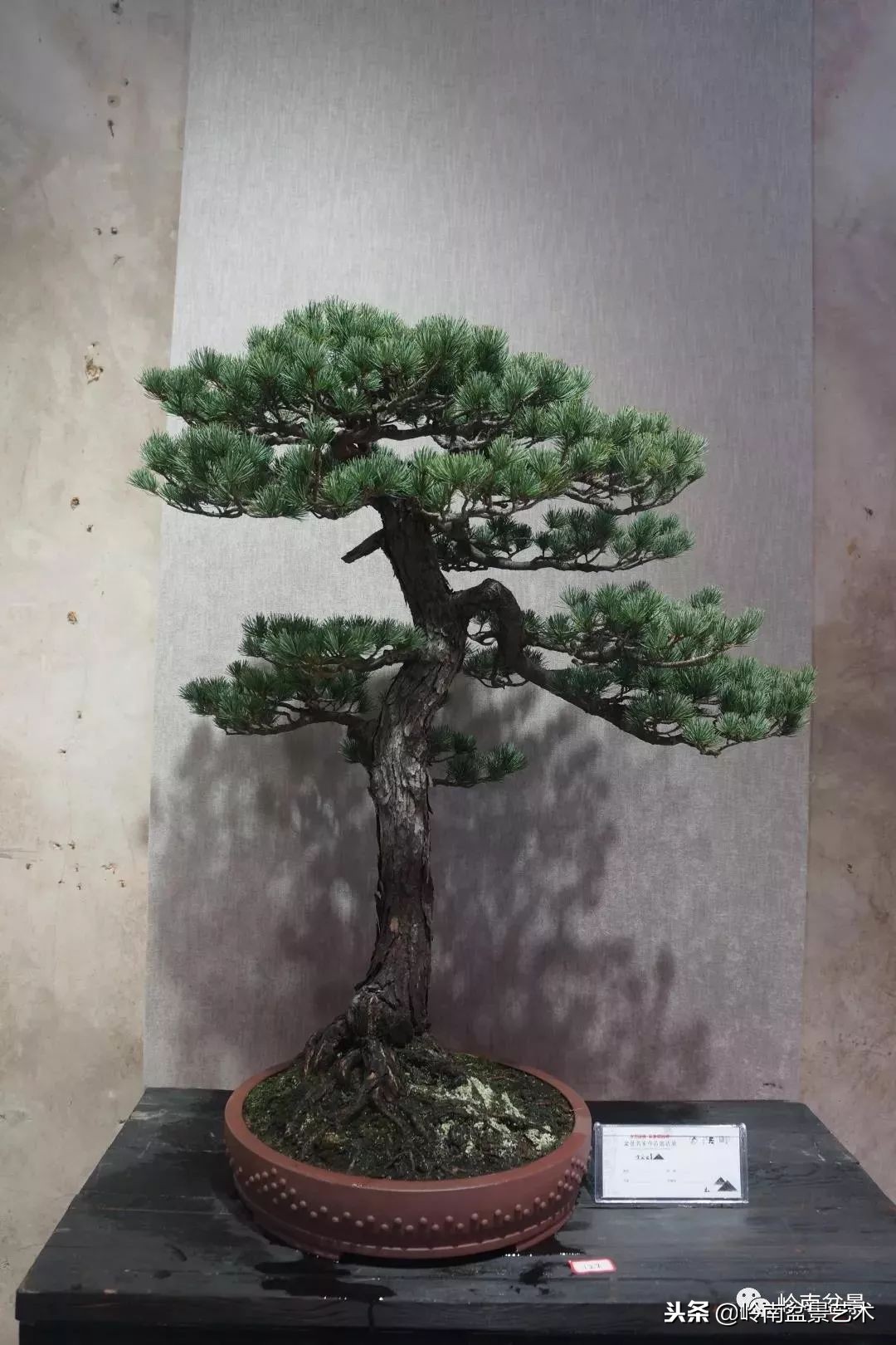 閲戝脊瀛愬湪鐩嗘櫙涓殑鍦颁綅,姒嗘爲鍦ㄧ泦鏅晫鍦颁綅