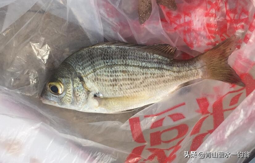 深圳海钓免费地点推荐,深圳大鹏海钓免费最佳地点
