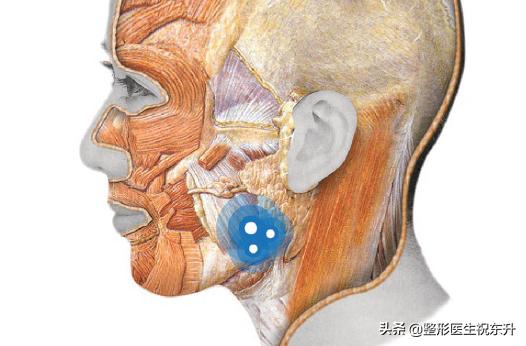 脸上打肉毒素瘦脸多久能见效,全脸打半支肉毒素可以瘦脸吗