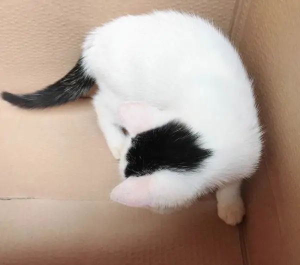 中华田园猫缺点有哪些,中华田园猫有多不受待见