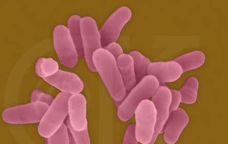 病菌对人类历史的影响,人类与细菌的进化关系