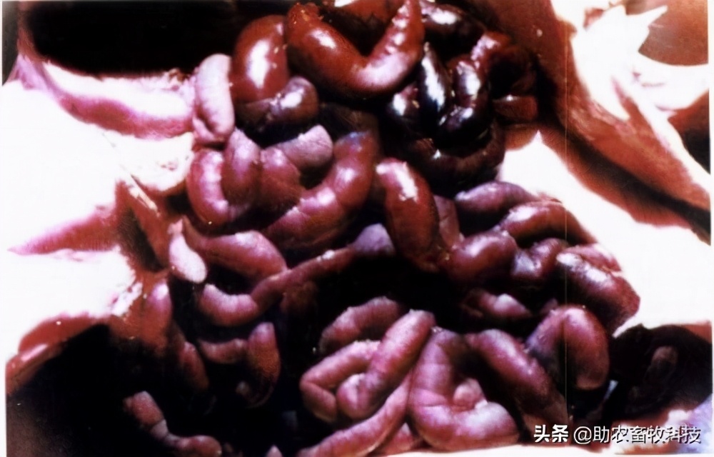 专治羊魏氏梭菌的药,羊魏氏梭菌症状和治疗