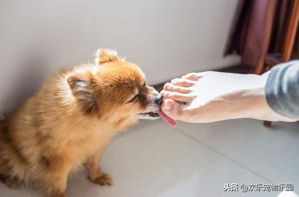 狗狗喜欢舔主人脚丫子意味着什么?原因有四个,看完长知识了