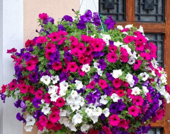 今年二月中旬可以给矮牵牛扦插吗,培育重瓣矮牵牛种子的方法有哪些