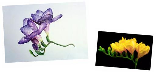 小苍兰什么香味,好闻的小苍兰味香水