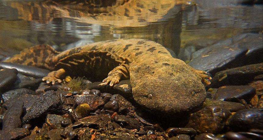 罕见野生娃娃鱼成功获救,野生娃娃鱼放生的危害