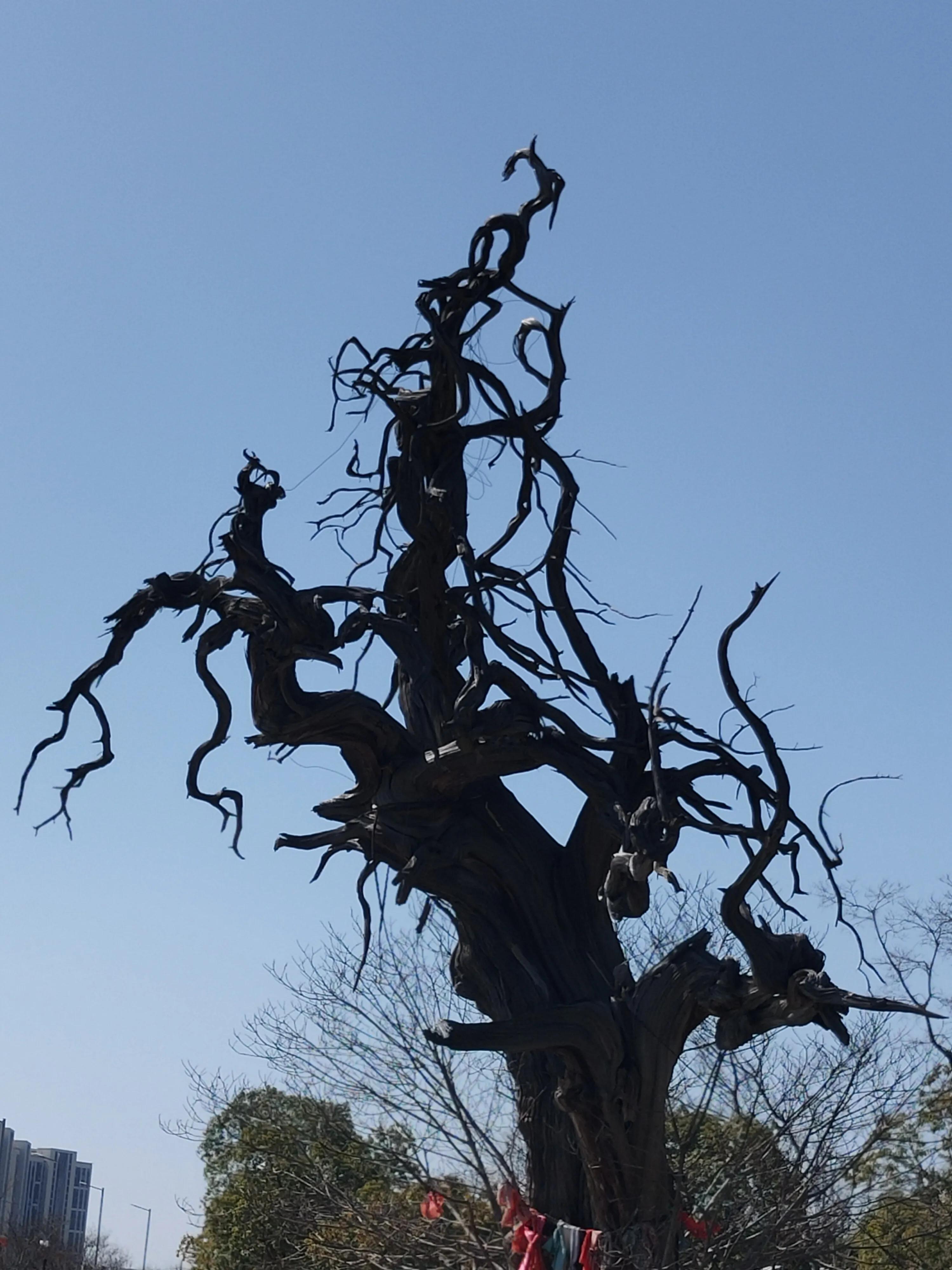 四棵千年银杏树,四棵千年古树