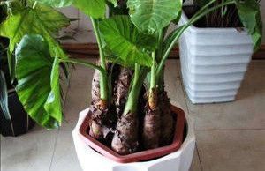 鍚冧簡杩欓亾鑿滆閫佸埌鍖婚櫌鎬ユ晳,鍚冧簡杩欓亾鑿滆閫佽繘icu鎶㈡晳